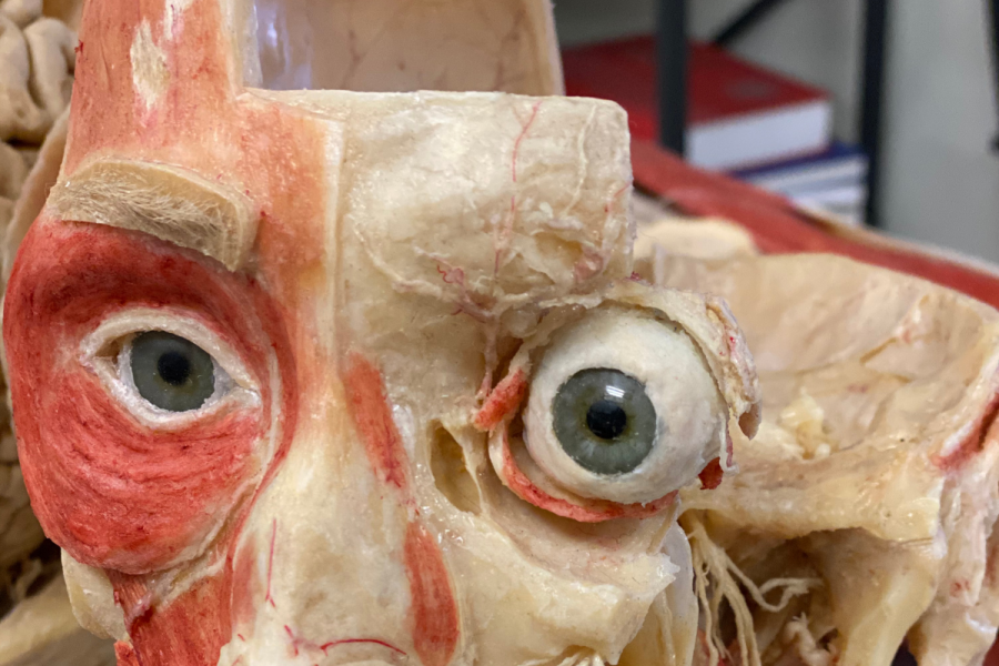 Discovering Anatomy Culture Blocks: Visual System