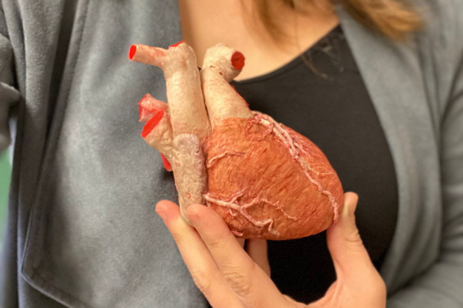 Discovering Anatomy Culture Blocks: Cardiovascular System