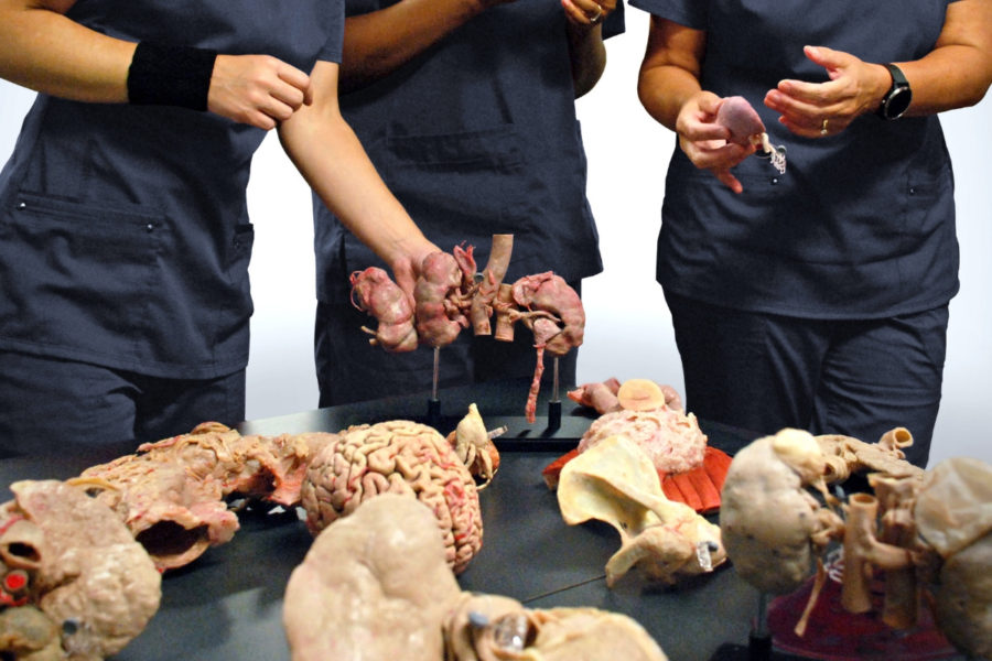three female medical students examine plastinated organs