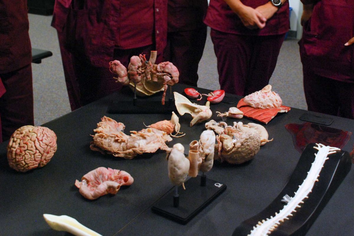 medical students looks down at black table full of plastinated organs